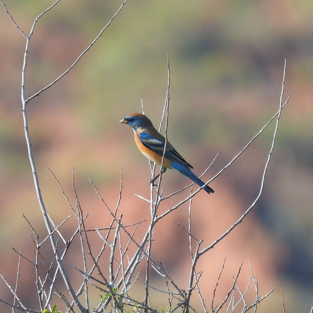 Lazuli Bunting - ML647531236