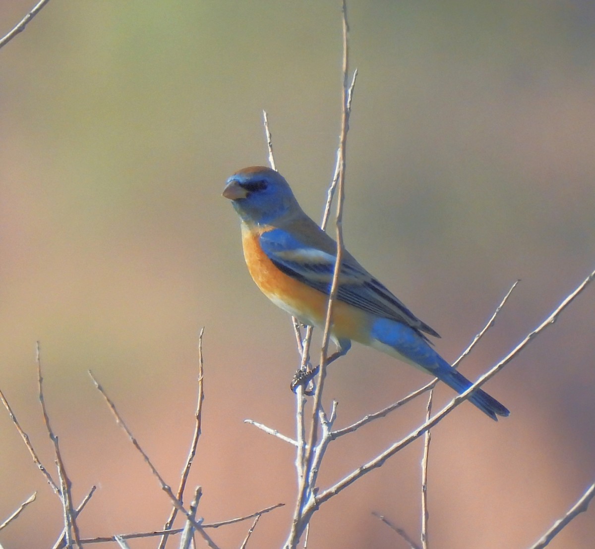 Lazuli Bunting - ML647531237