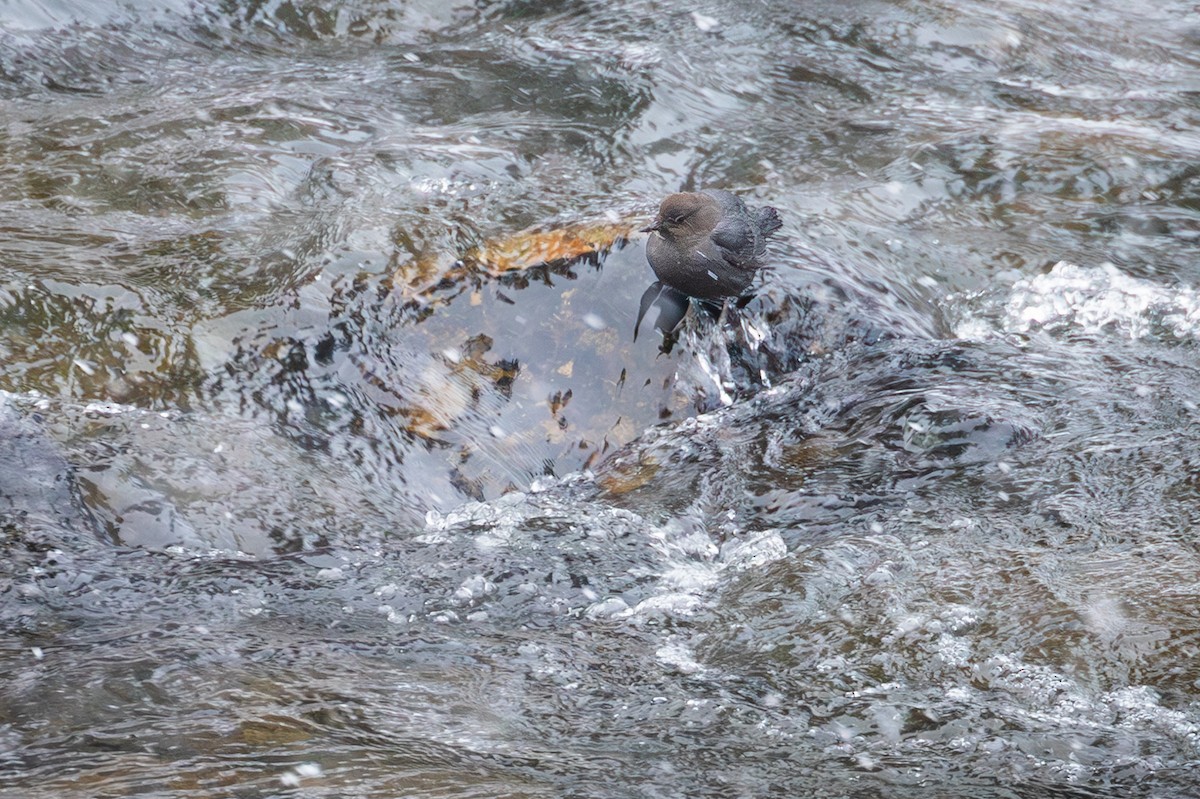 American Dipper - ML647531255