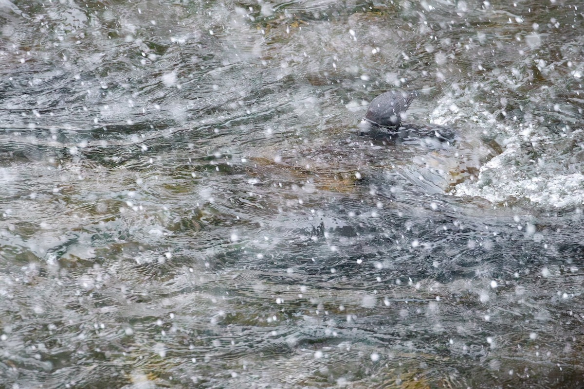 American Dipper - ML647531256