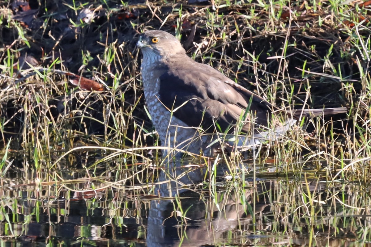 Cooper's Hawk - ML647531263