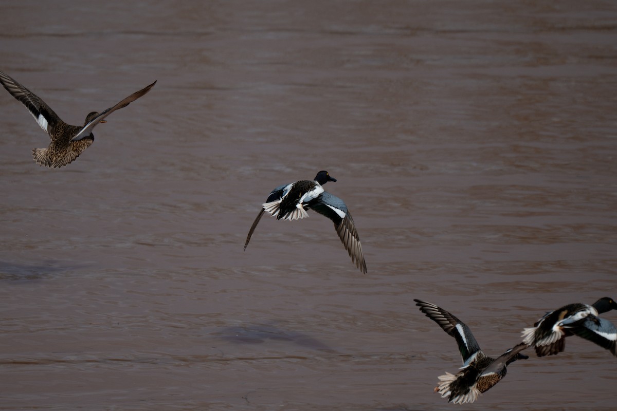 Canard souchet - ML647531270