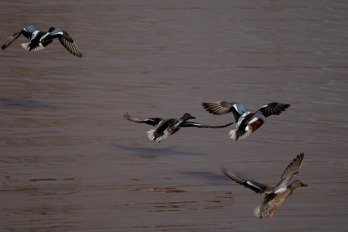 Canard souchet - ML647531273