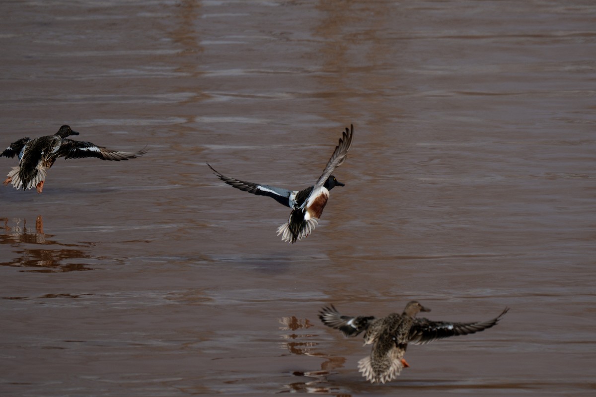 Canard souchet - ML647531275