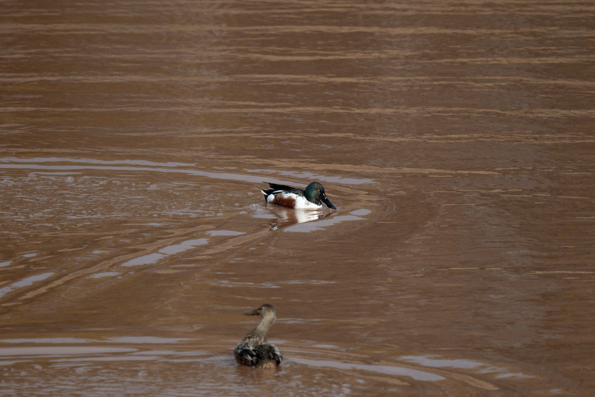 Canard souchet - ML647531279