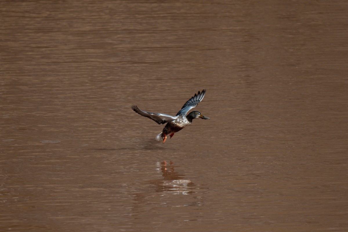 Canard souchet - ML647531280