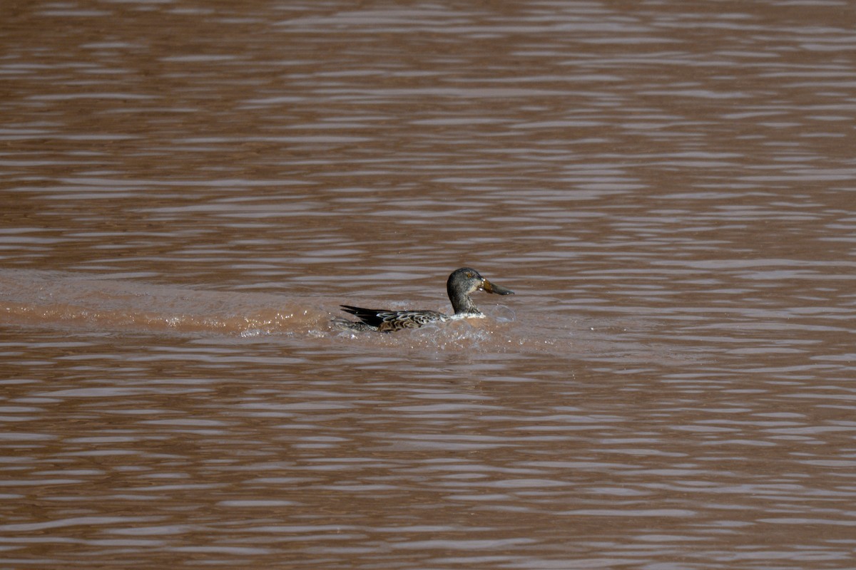 Canard souchet - ML647531282