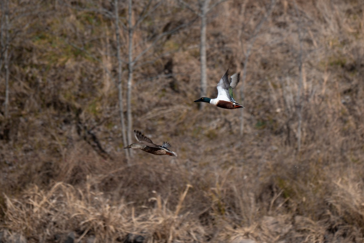 Canard souchet - ML647531283