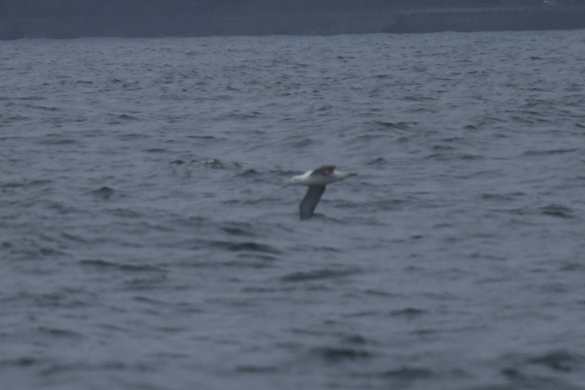 Antipodetako albatrosa - ML647531312