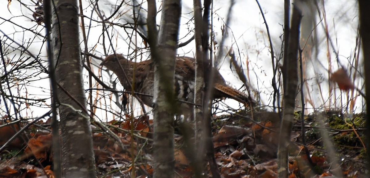 jeřábek kanadský - ML647531313