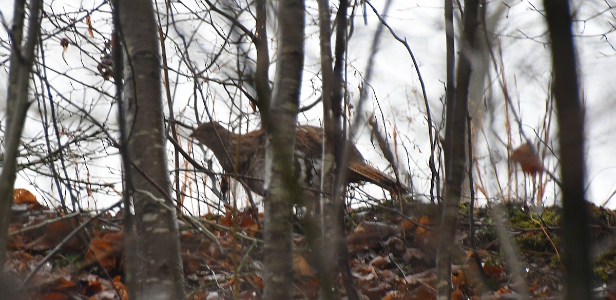 jeřábek kanadský - ML647531314