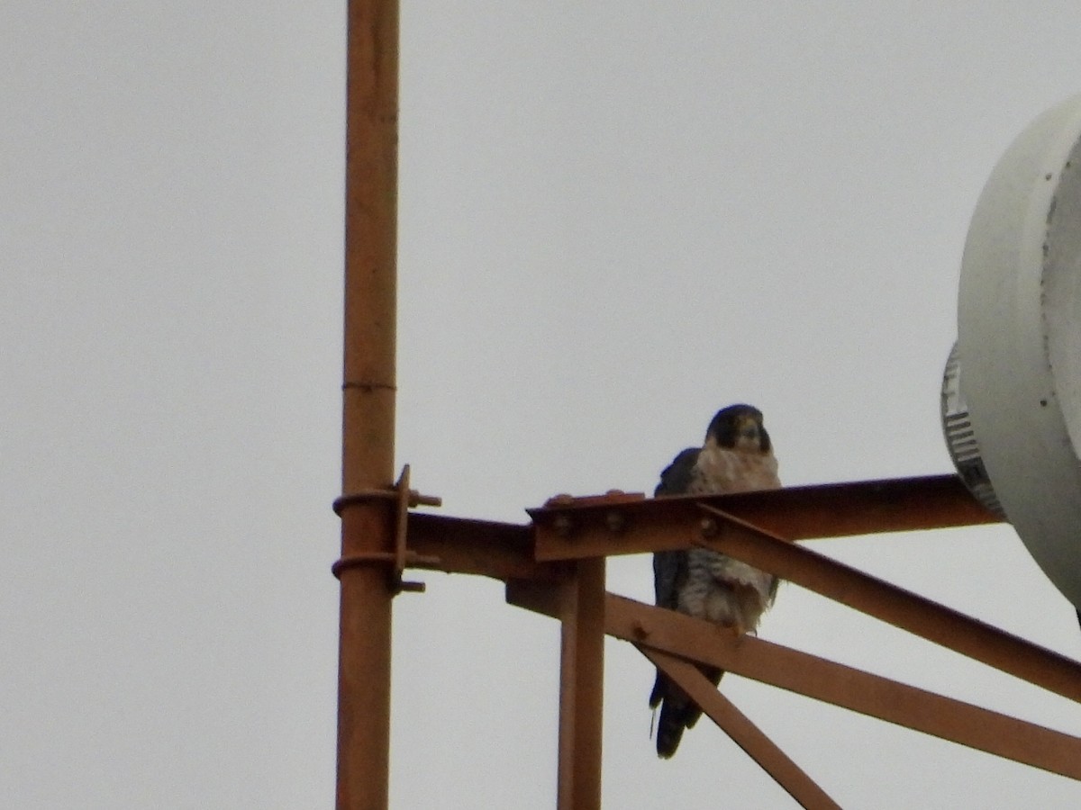 Peregrine Falcon - ML647531343