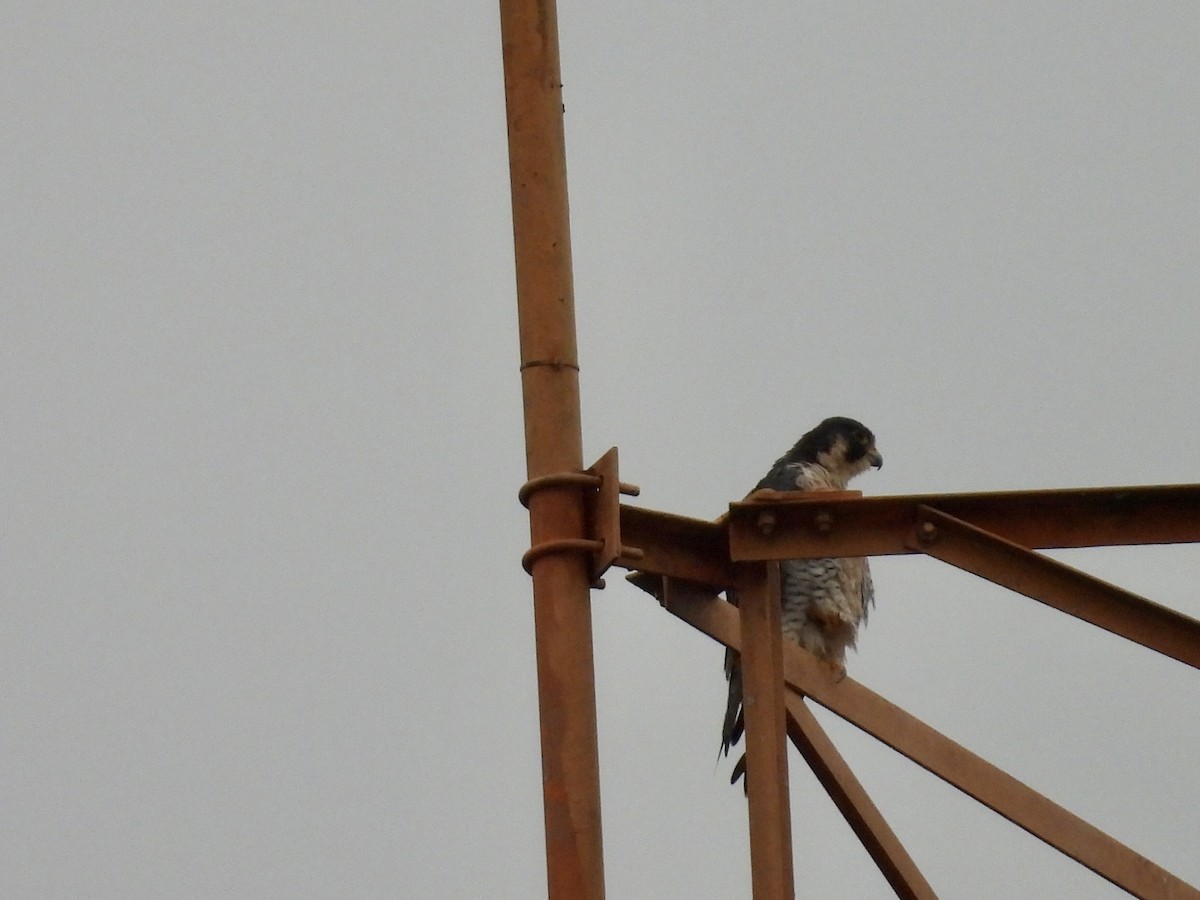 Peregrine Falcon - ML647531344