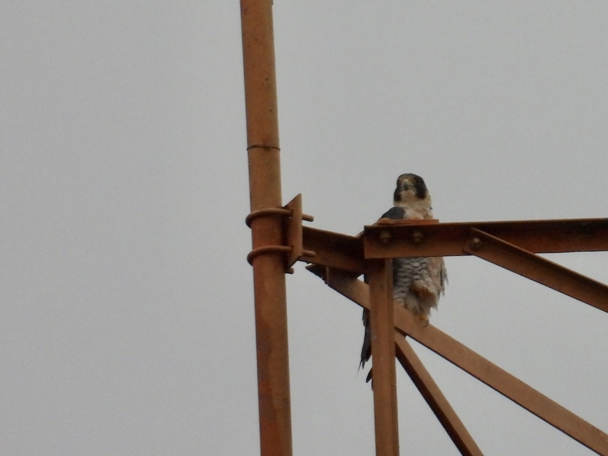 Peregrine Falcon - ML647531345