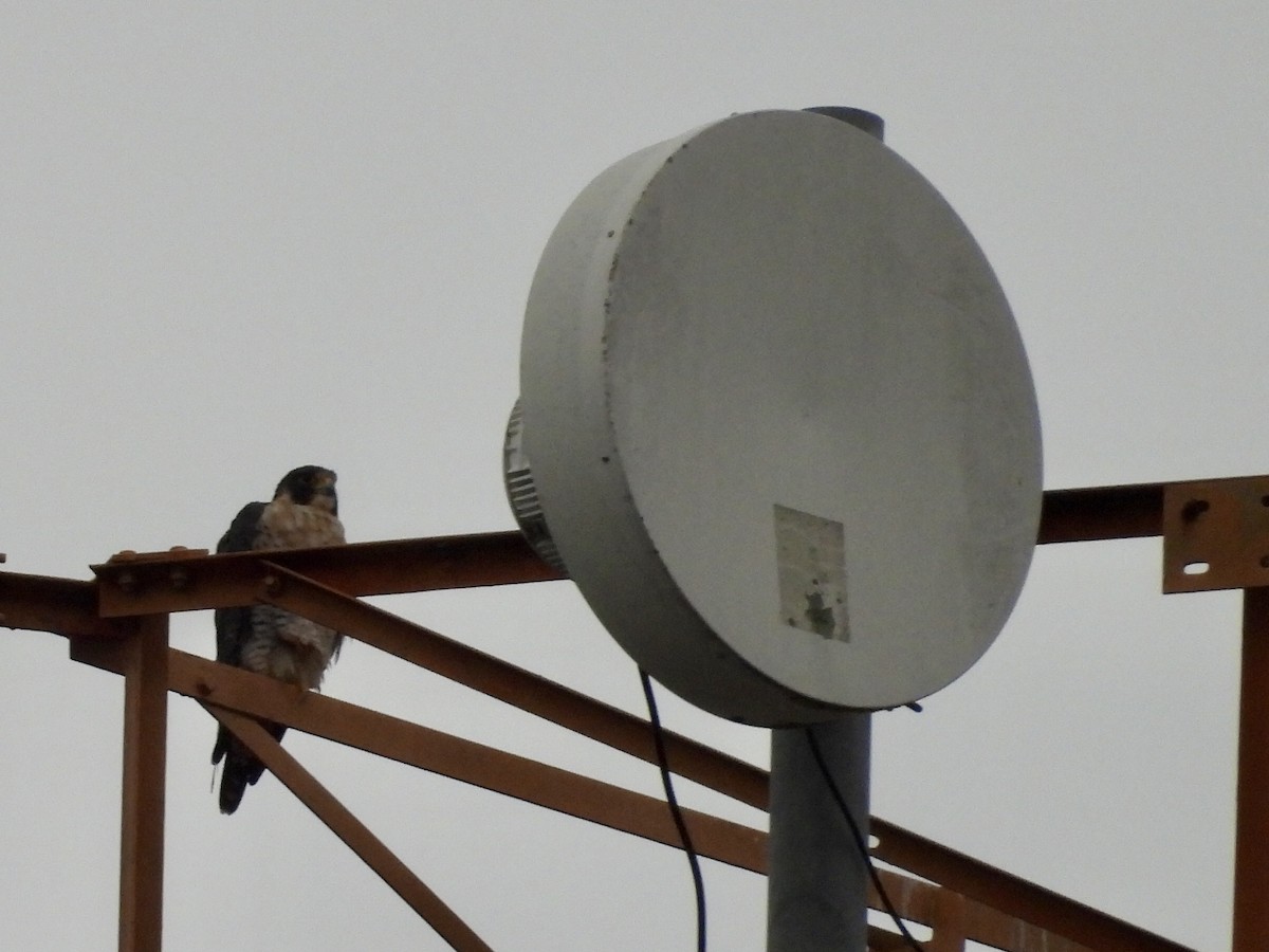 Peregrine Falcon - ML647531346