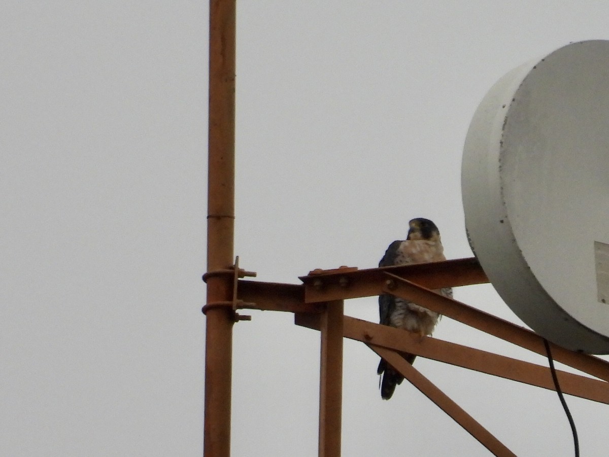 Peregrine Falcon - ML647531347