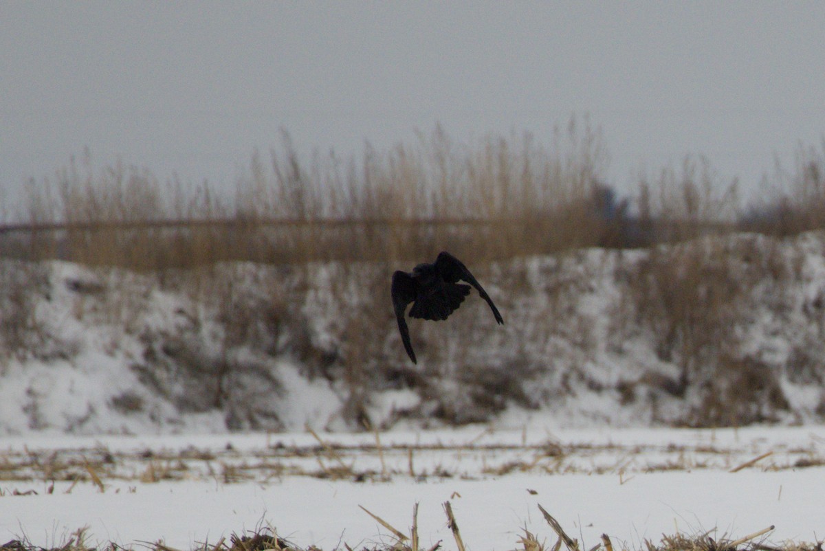 עורב שחור - ML647531354