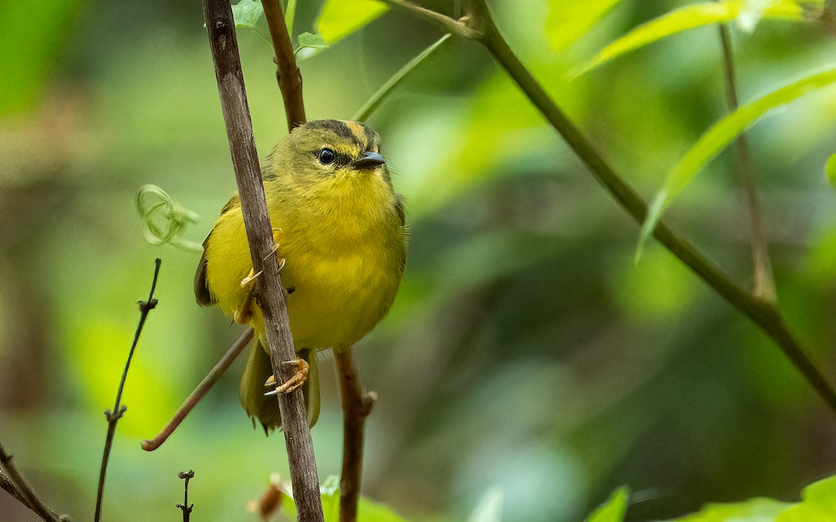 Двухполосый певун - ML647531358