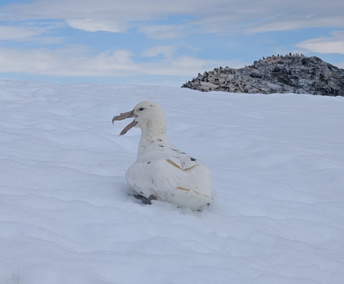 סערון-ענק דרומי - ML647531362