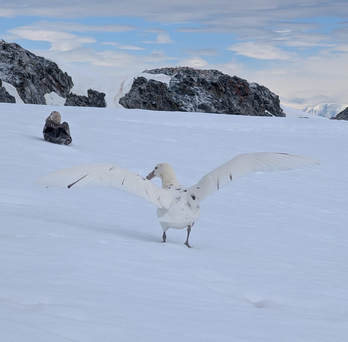 סערון-ענק דרומי - ML647531369