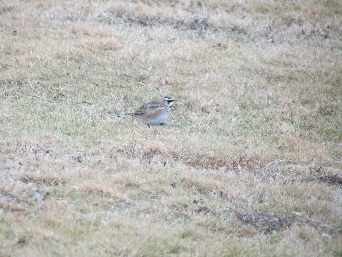 Жайворонок рогатий - ML647531374