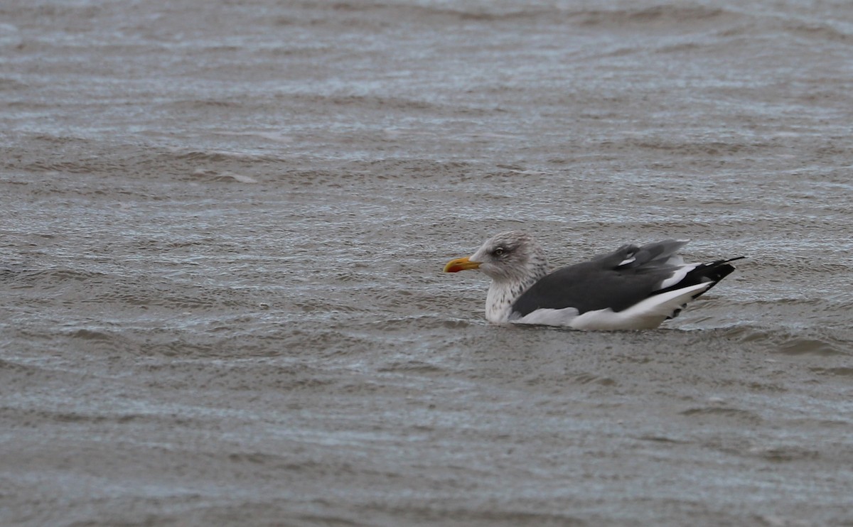 ニシセグロカモメ - ML647531399