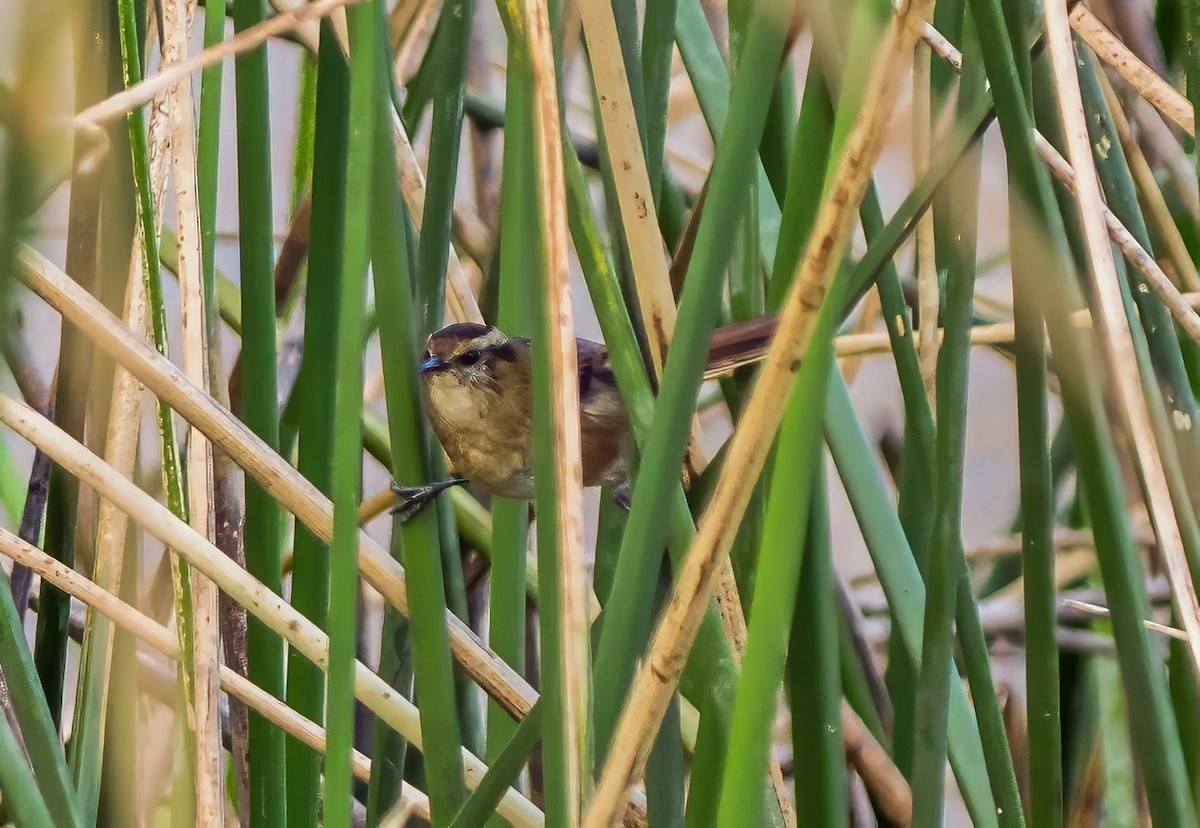 Wren-like Rushbird - ML647531413