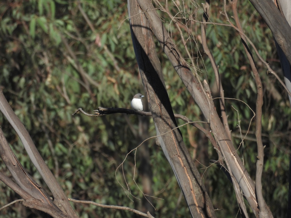 hvitbuksvalestær - ML647531424