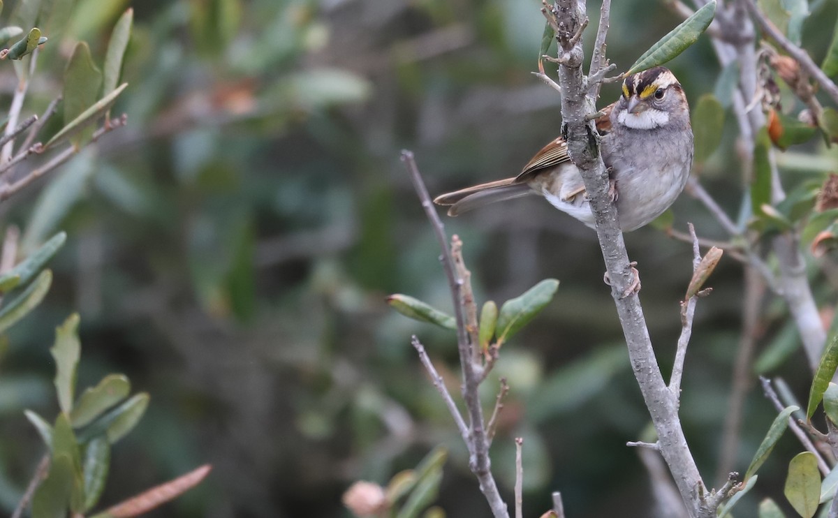 hvitstrupespurv - ML647531442