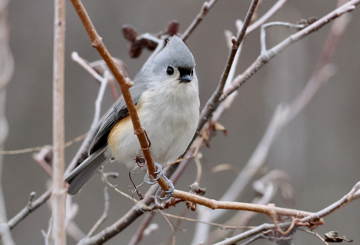 gråduskmeis - ML647531443