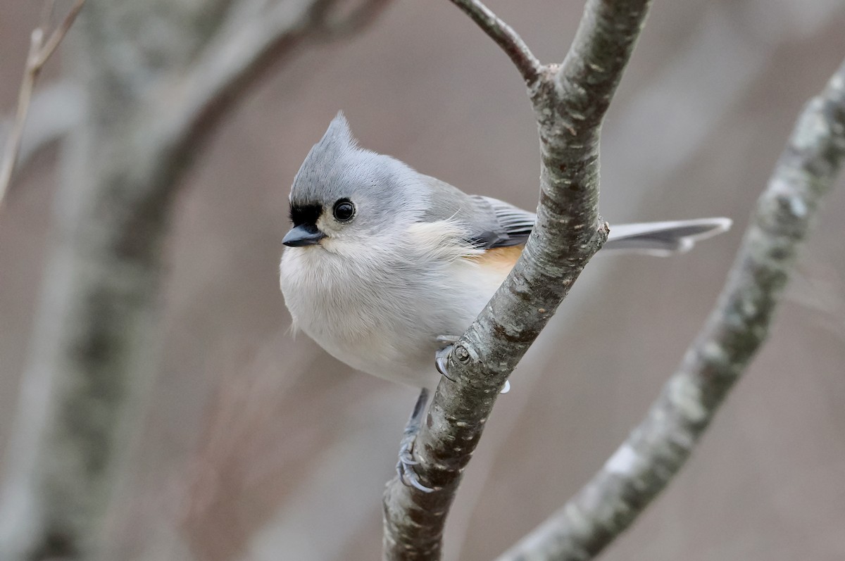 gråduskmeis - ML647531446