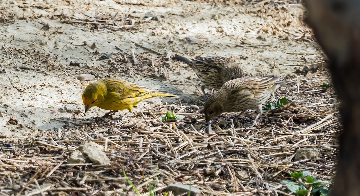 safranspurv - ML647531447