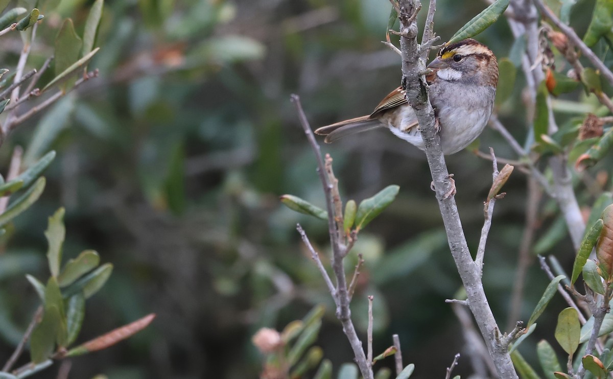 hvitstrupespurv - ML647531448