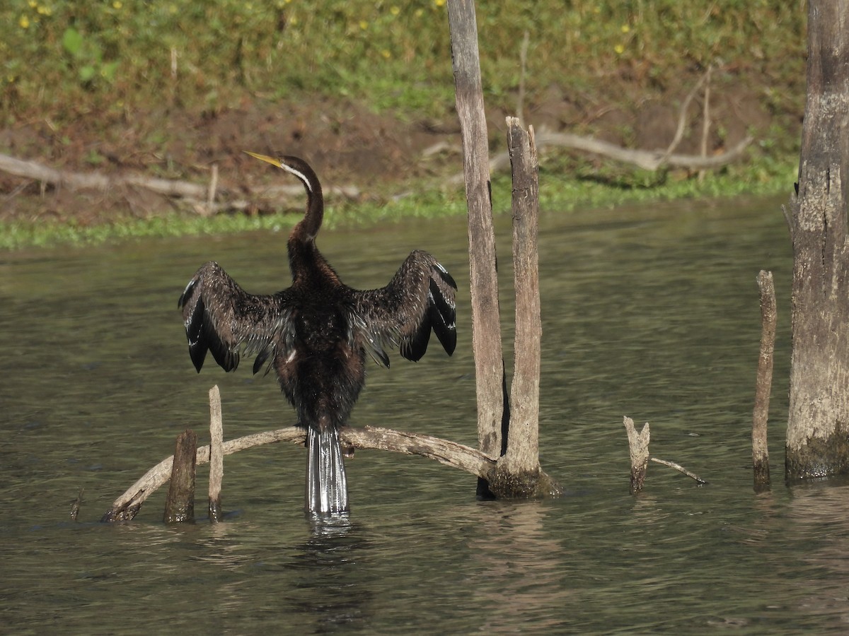 australslangehals - ML647531449