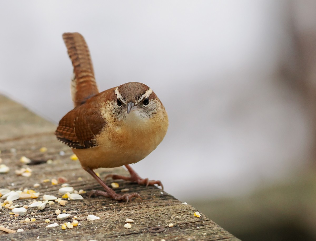 karolinasmett - ML647531450