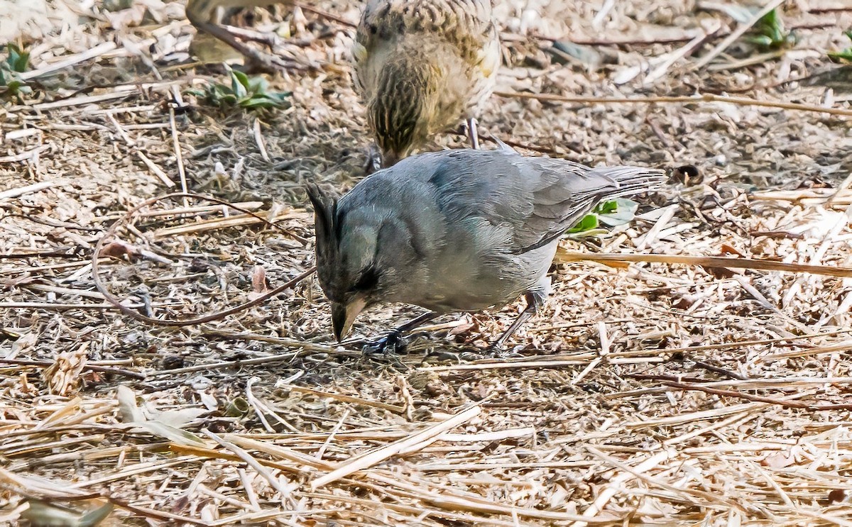 gråspirspurv - ML647531451