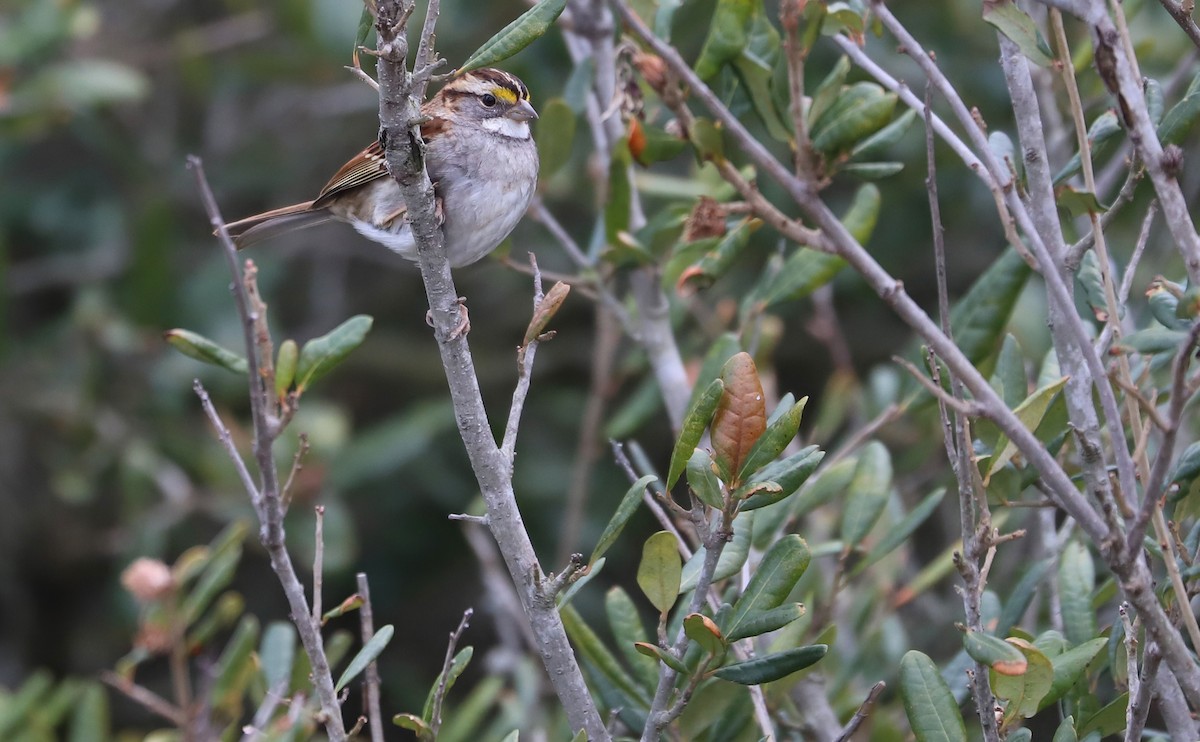 hvitstrupespurv - ML647531452