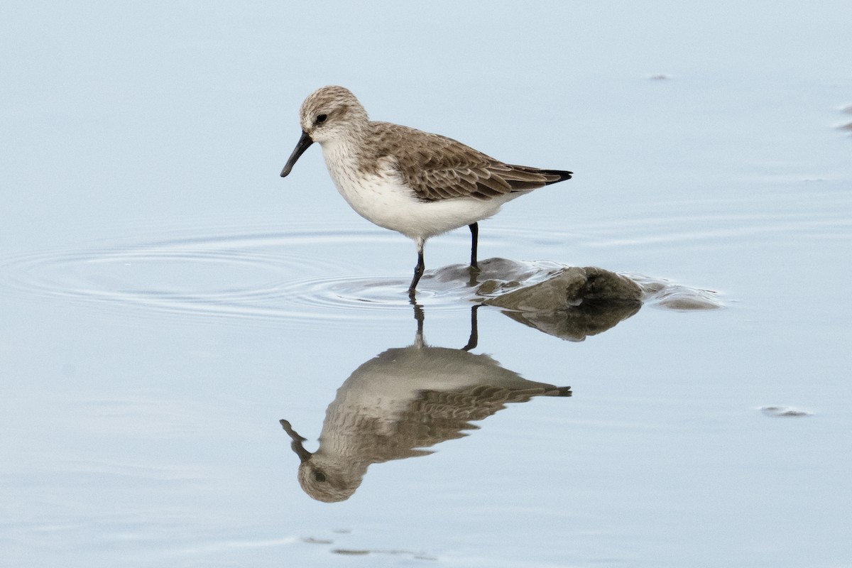 beringsnipe - ML647531453