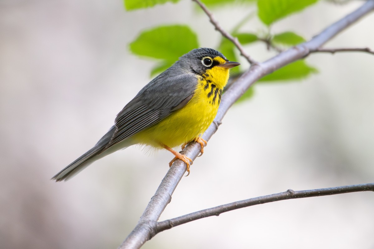 kanadaparula - ML647531454