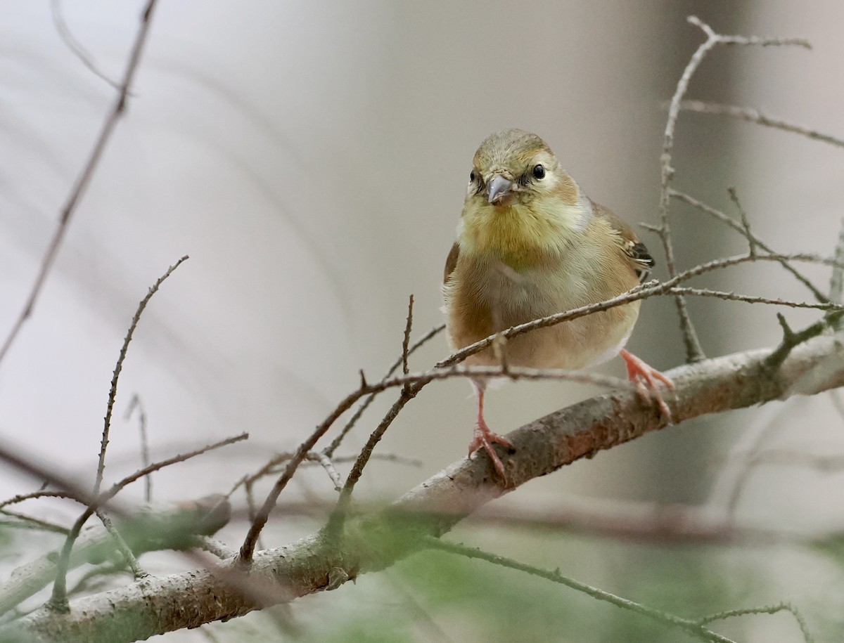 gulstillits - ML647531456