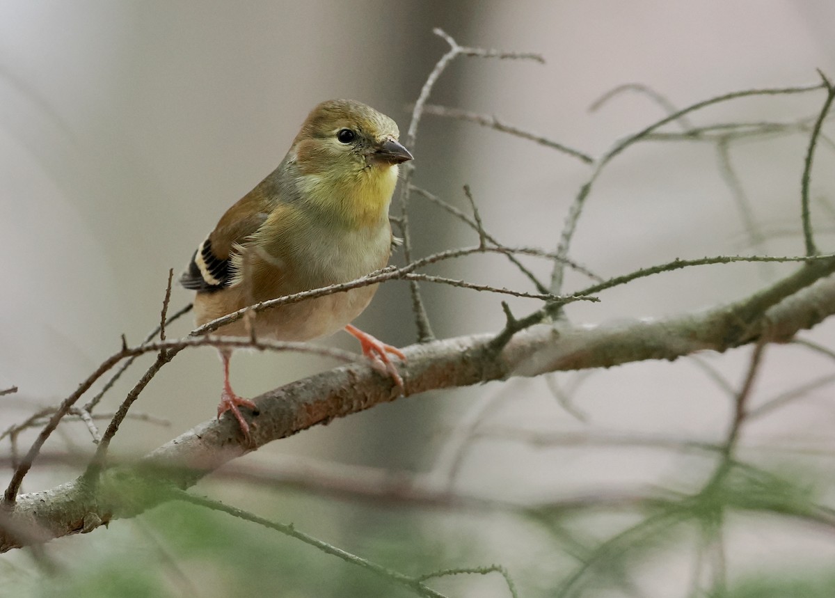 gulstillits - ML647531457