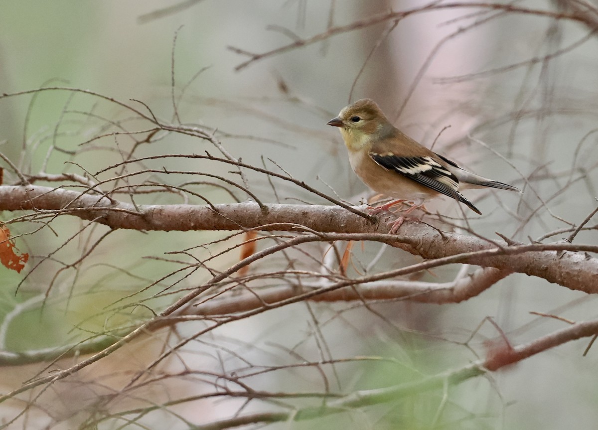 gulstillits - ML647531458