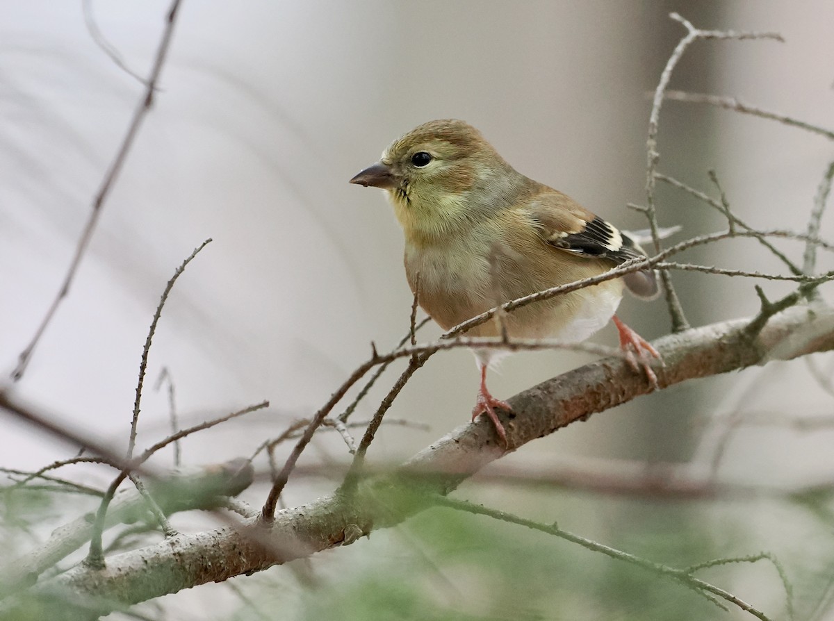 gulstillits - ML647531459