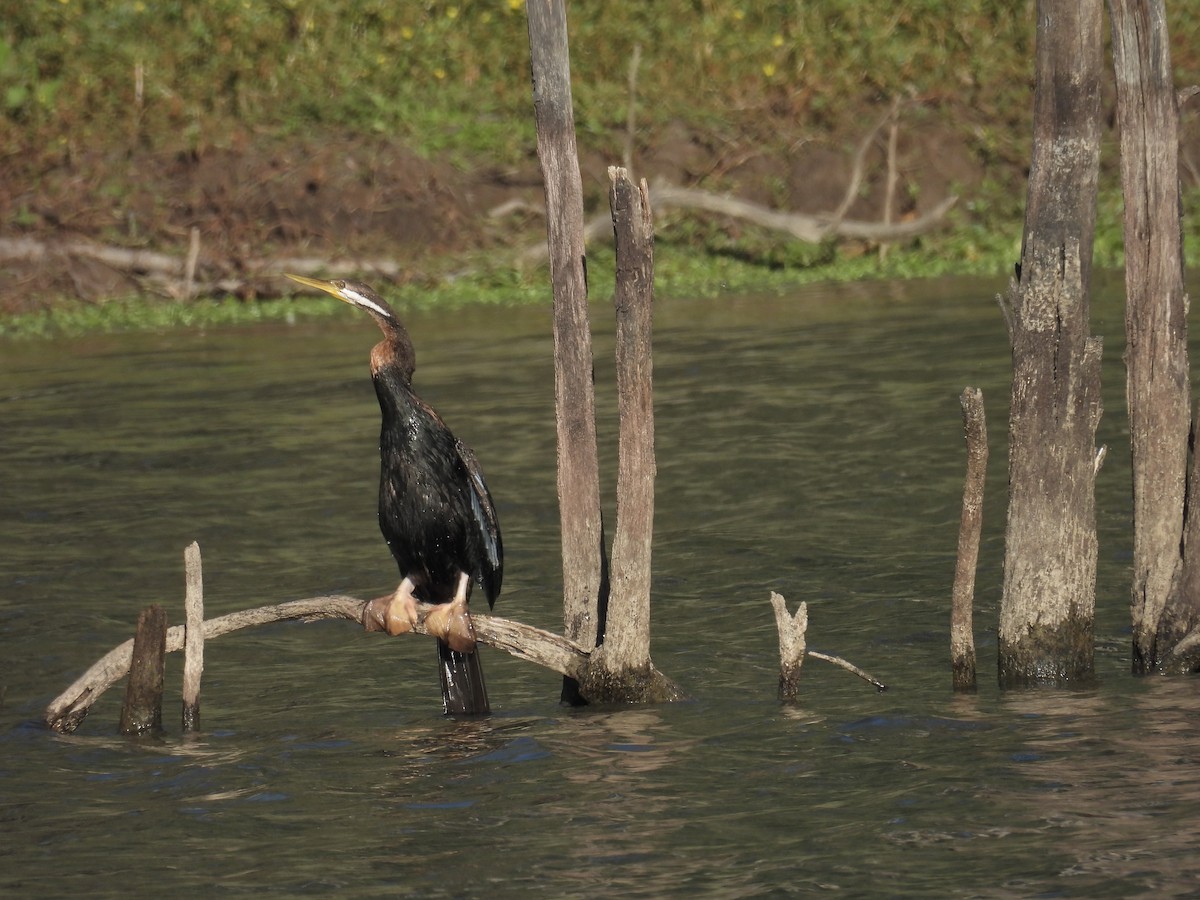 australslangehals - ML647531460