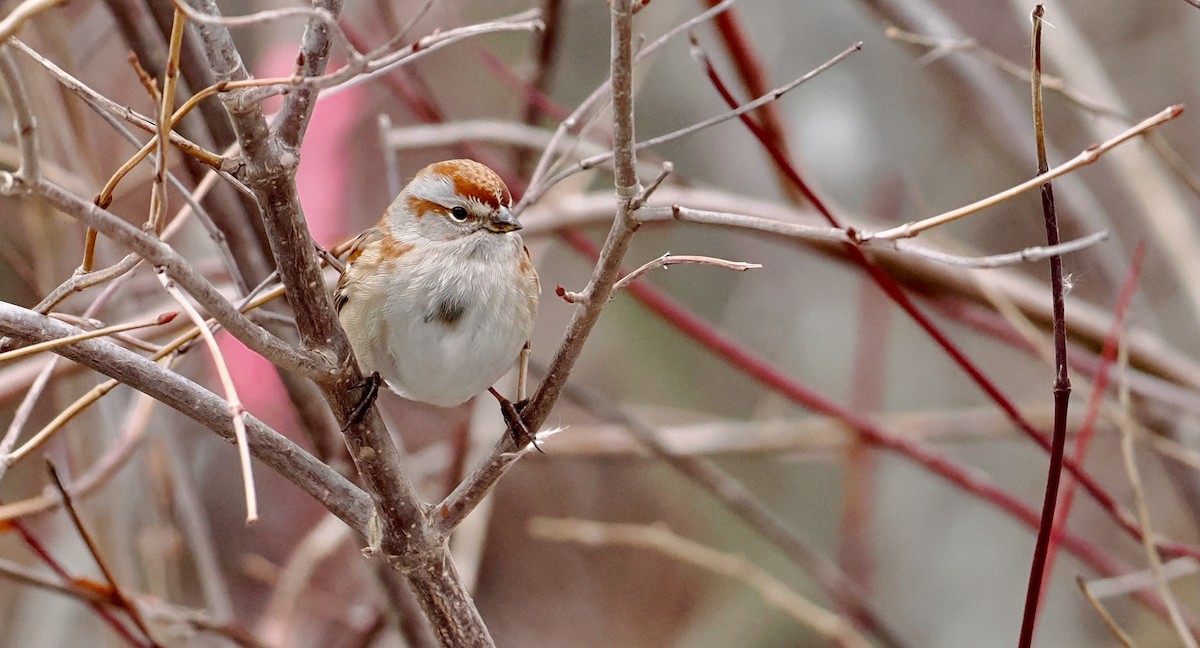 bjørkespurv - ML647531461