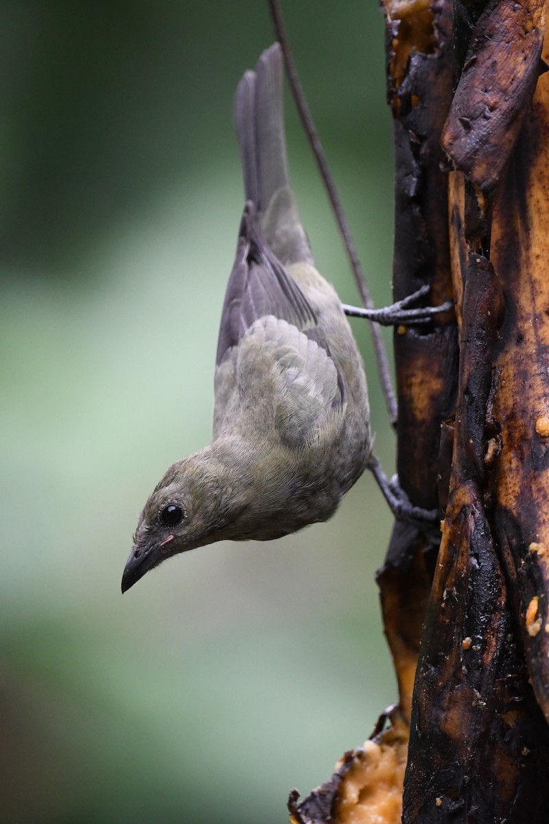 palmetanagar - ML647531464