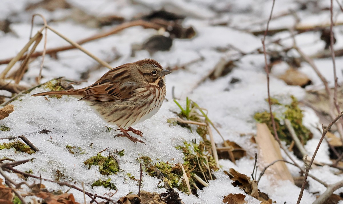 sangspurv - ML647531466