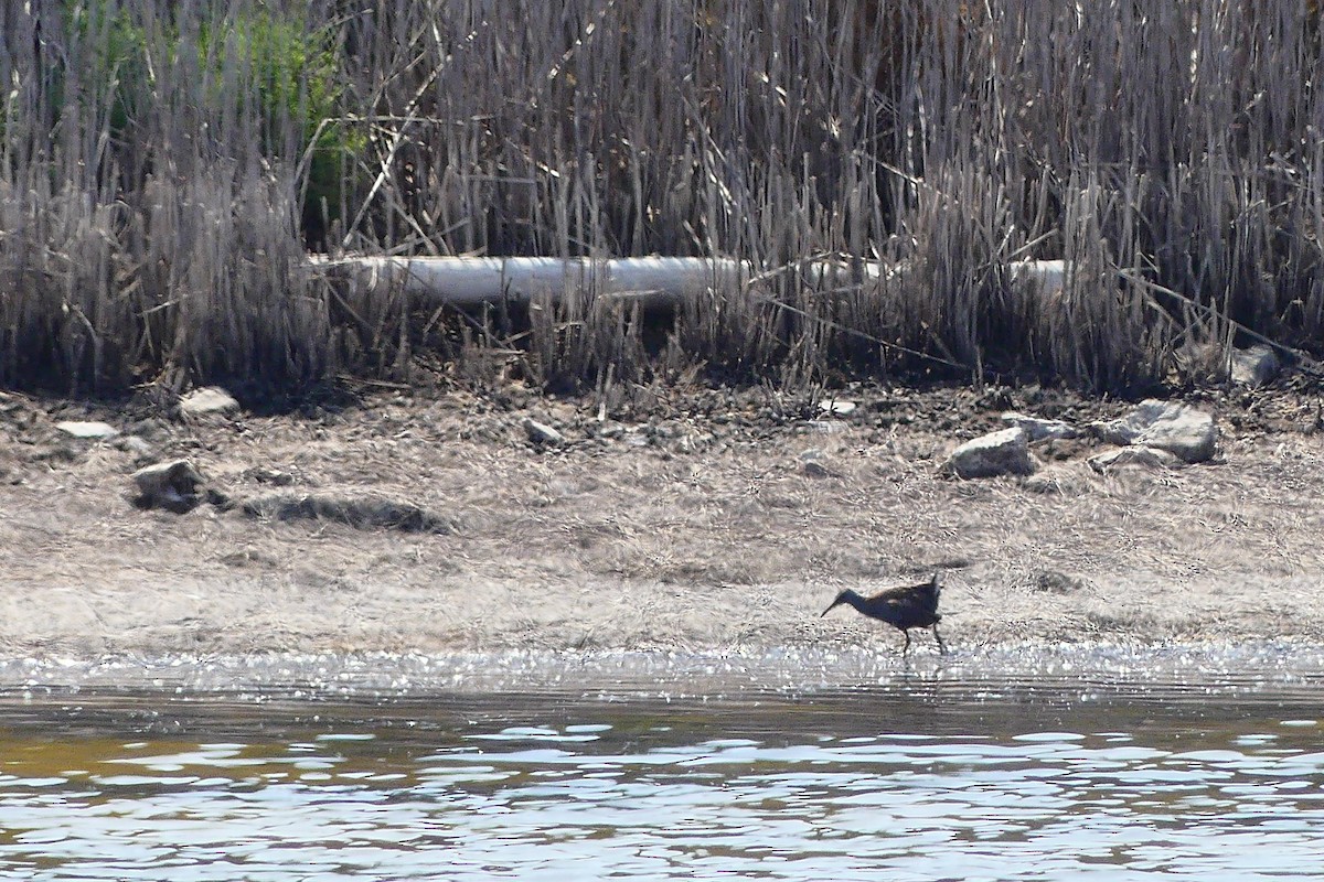 vannrikse - ML647531467