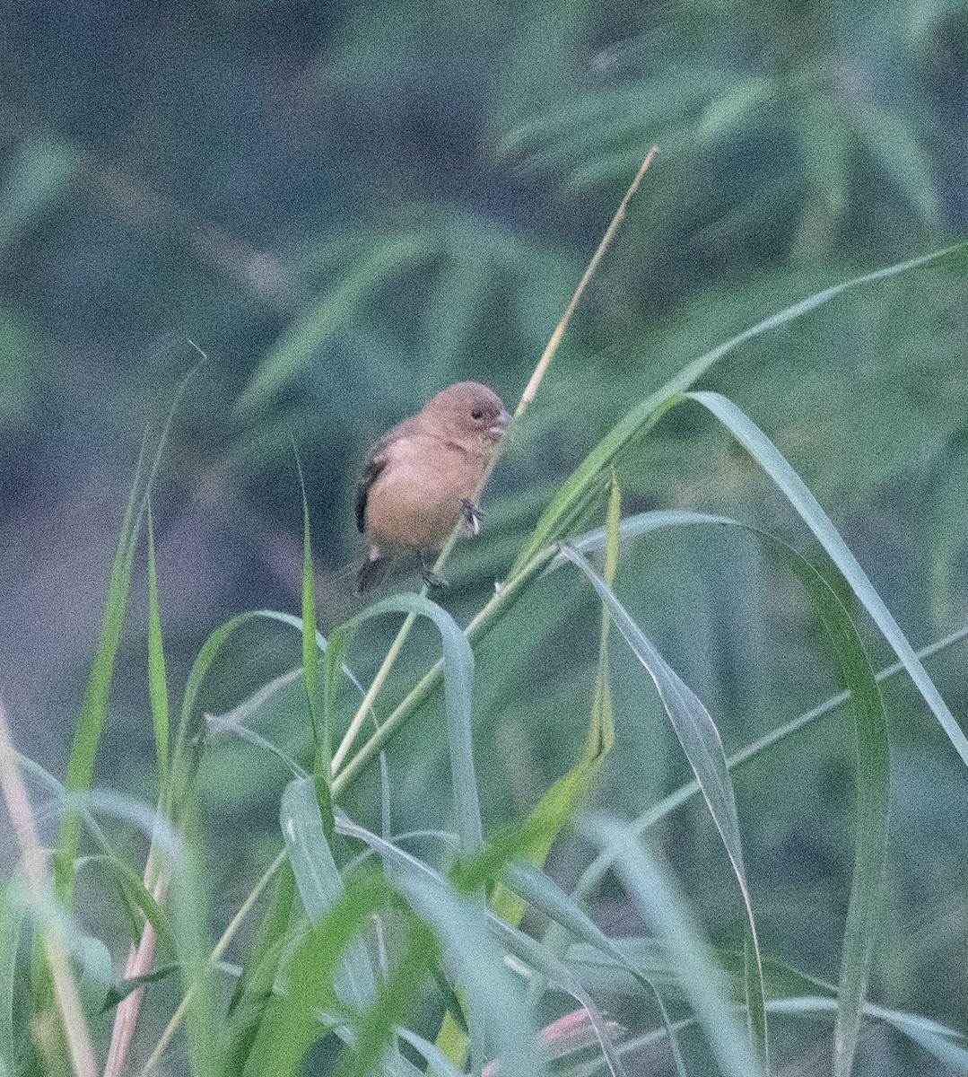 hvitkragefrøeter - ML647531468