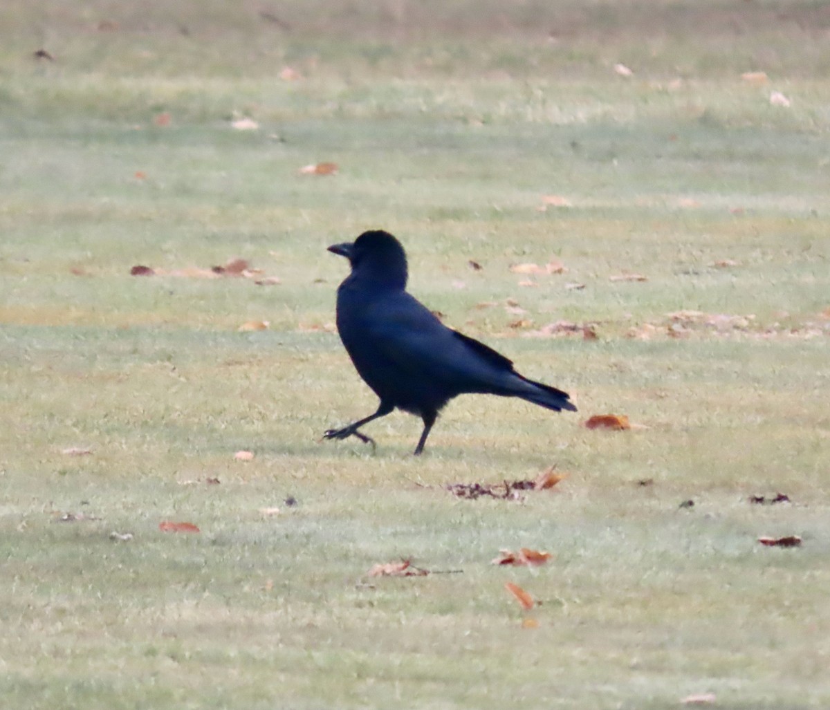 amerikakråke - ML647531469